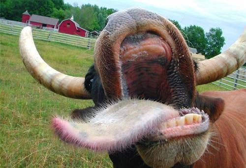 Hair Hair Everywhere: Photoshop Magic