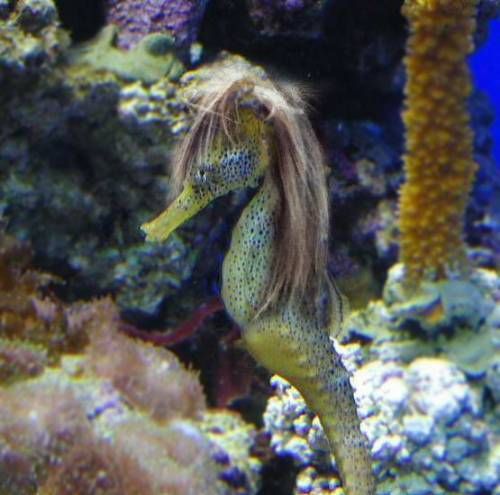 Hair Hair Everywhere: Photoshop Magic