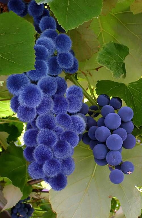 Hair Hair Everywhere: Photoshop Magic