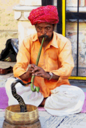 Amazing Snake Charmer