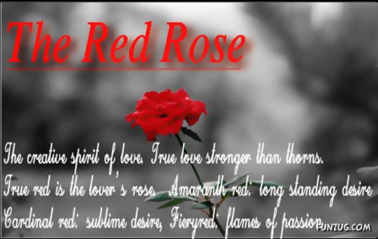 The Significance of Roses