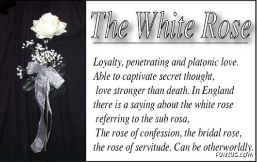 The Significance of Roses