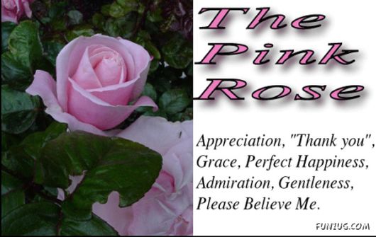 The Significance of Roses