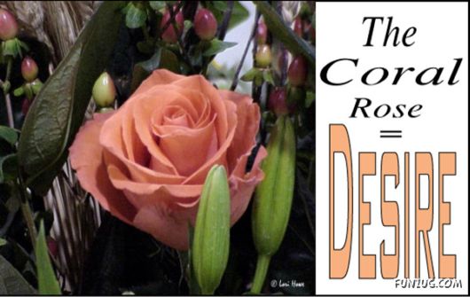 The Significance of Roses