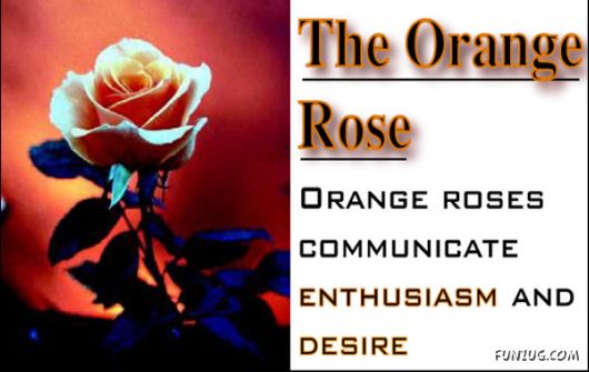 The Significance of Roses