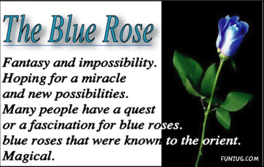 The Significance of Roses