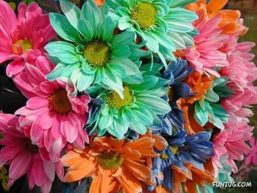 Fresh Flowers for You | Funzug.com