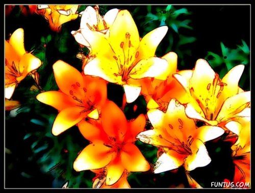 Fresh Flowers for You