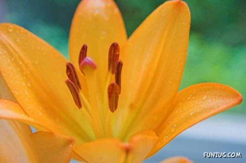 Fresh Flowers for You