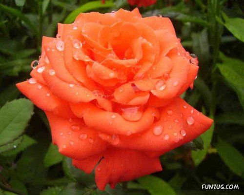 Fresh Flowers for You