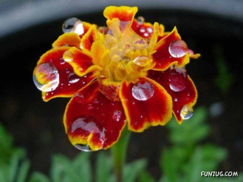 Fresh Flowers for You