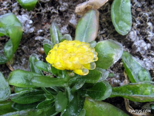BeautifuL Ice Rain in China