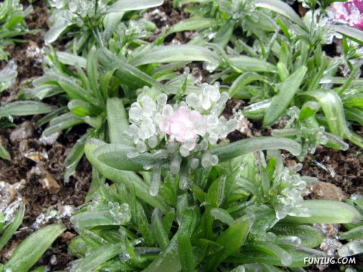 BeautifuL Ice Rain in China