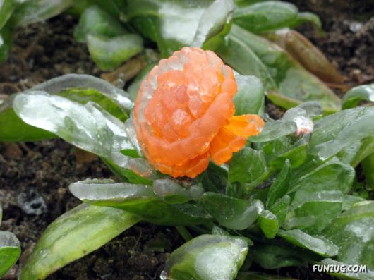 BeautifuL Ice Rain in China