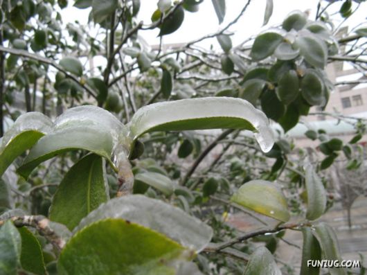 BeautifuL Ice Rain in China