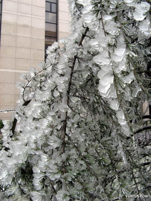 BeautifuL Ice Rain in China
