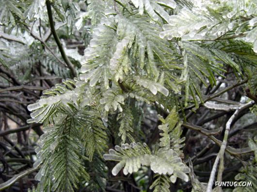 BeautifuL Ice Rain in China