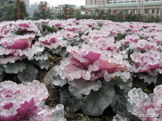 BeautifuL Ice Rain in China