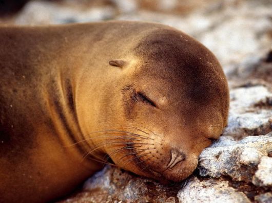 Seas are Full of Life