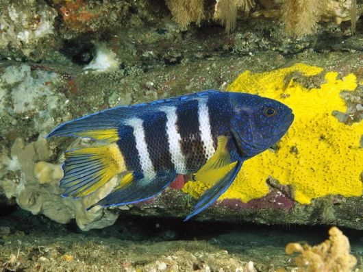 Seas are Full of Life