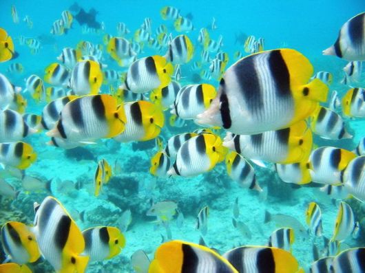 Seas are Full of Life