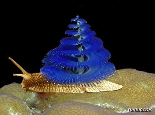 Some Things are Against Nature