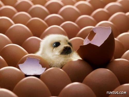 Some Things are Against Nature