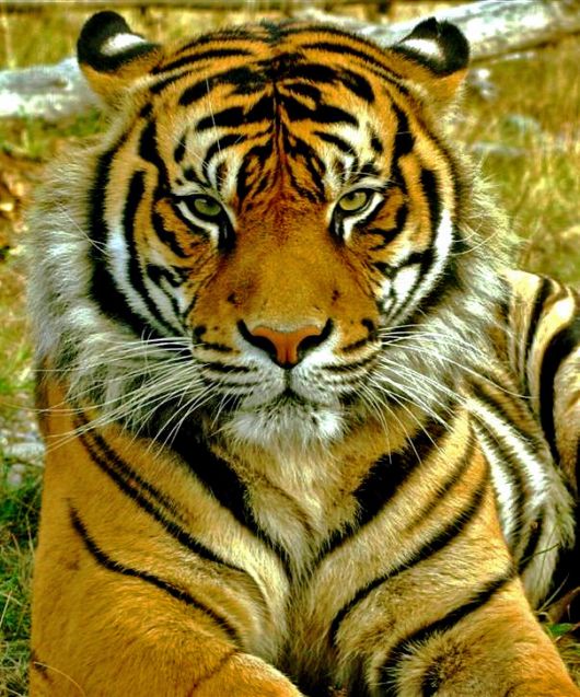 The Sumatran Tiger - Close-Up Shots