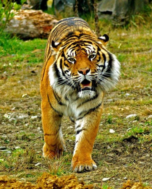 The Sumatran Tiger - Close-Up Shots