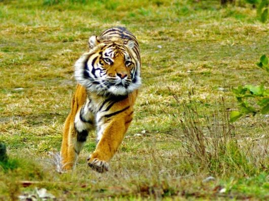 The Sumatran Tiger - Close-Up Shots