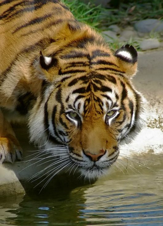 The Sumatran Tiger - Close-Up Shots