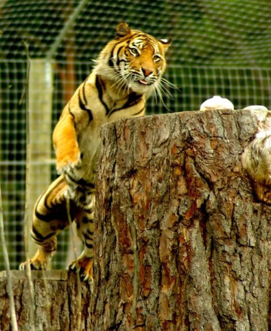 The Sumatran Tiger - Close-Up Shots