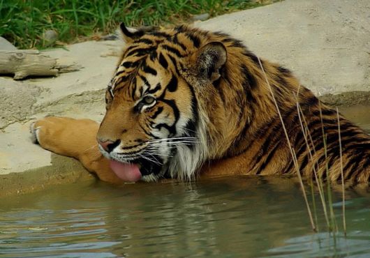 The Sumatran Tiger - Close-Up Shots