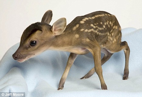 A Teeny Tiny Cute Deer