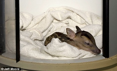 A Teeny Tiny Cute Deer