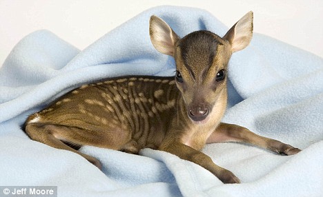 A Teeny Tiny Cute Deer