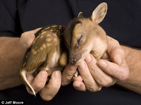 A Teeny Tiny Cute Deer